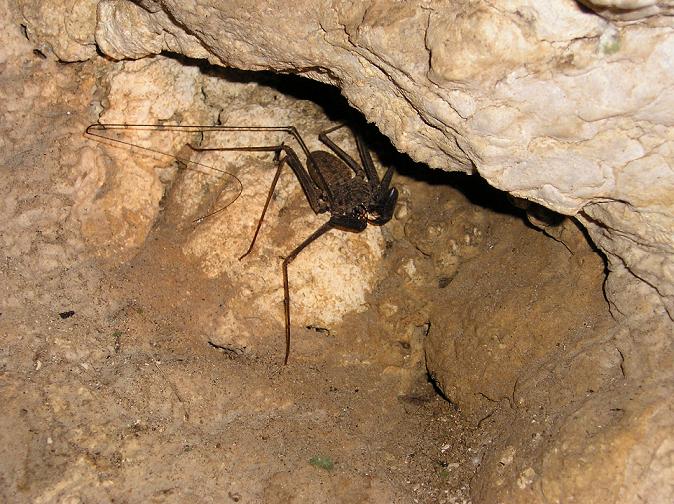 wat kind of spider is this?