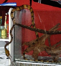 cynodon having a meal