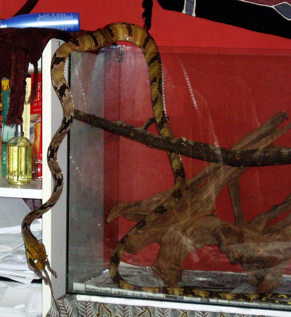 cynodon having a meal