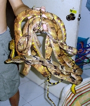 cynodons
