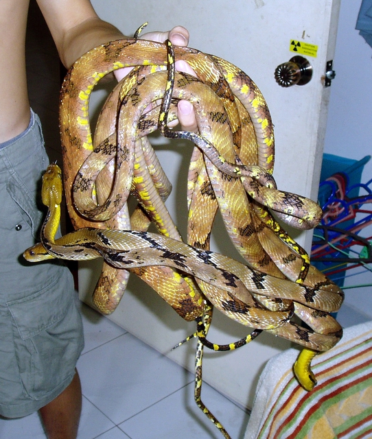 cynodons