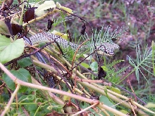 wild ornata