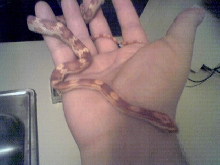 bad photo of cosmo