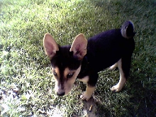 new dog