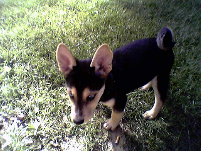 new dog