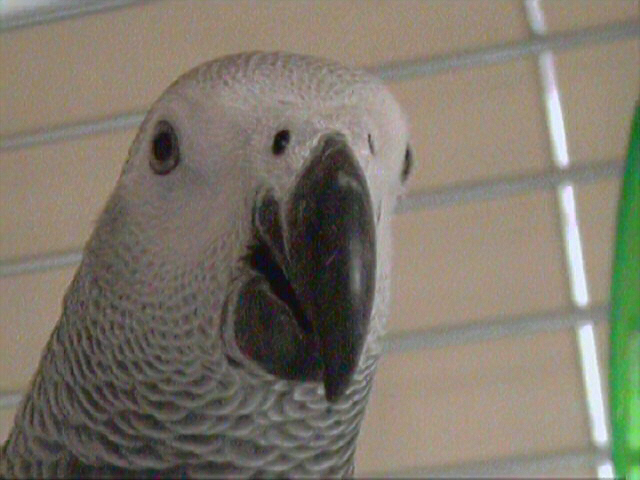 basil
