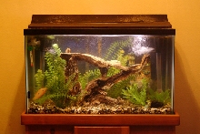 30 gallon cichlid tank