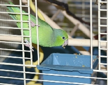 Chipper eats