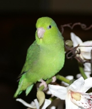 Chipper and orchids2