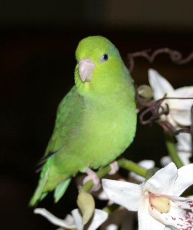 Chipper and orchids2