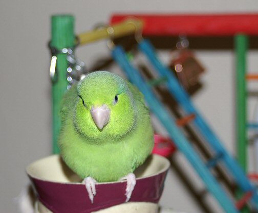 Chipper water glass