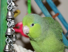Chipper fluffy