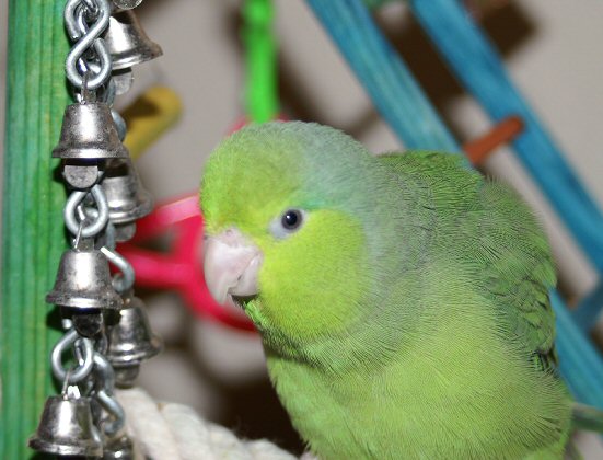 Chipper fluffy