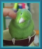 Chipscritchone