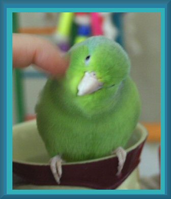 Chipscritchone