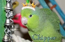 Chipper queen