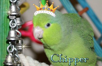 Chipper queen