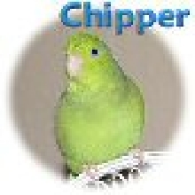 Chipper tiny