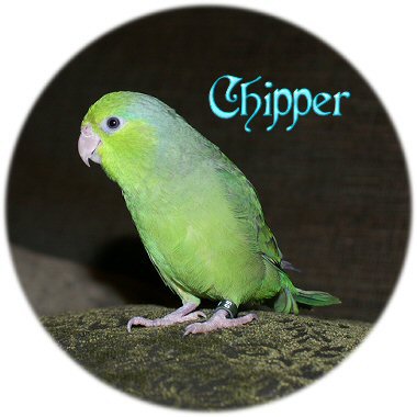 Chipperfull