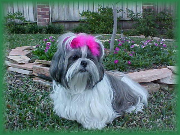 feather bow