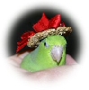 Chipperhat