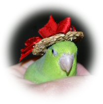 Chipperhat