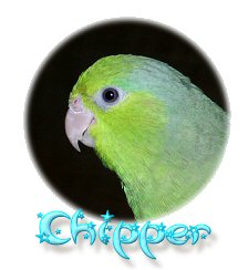 Chippercloseup