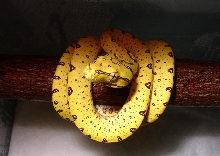 Yellow20