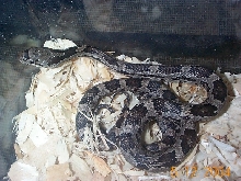 Baby Rat Snake