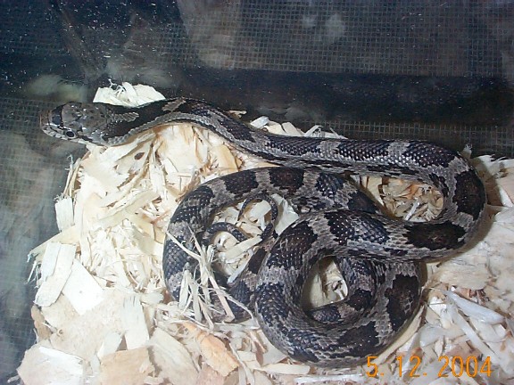 Baby Rat Snake