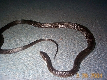 Black Rat Snake