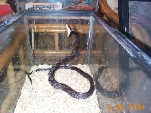 Black Rat Snake