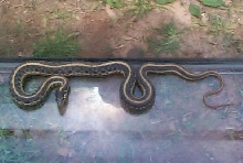 Eastern Garter