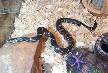 Eastern King