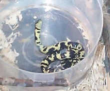 Eastern King