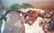 Midland water snake