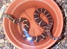 Midland water snake in his bowl