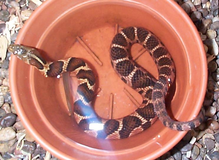 Midland water snake in his bowl