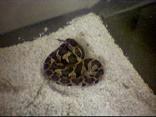 baby Midland water snake