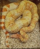 Coral Albino