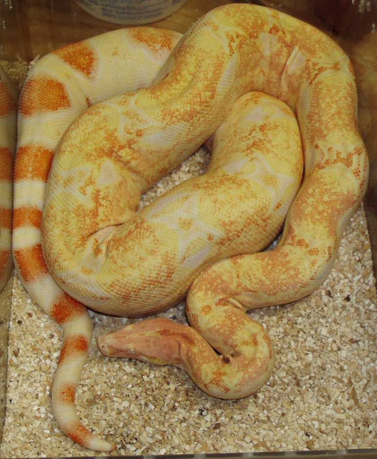 Coral Albino