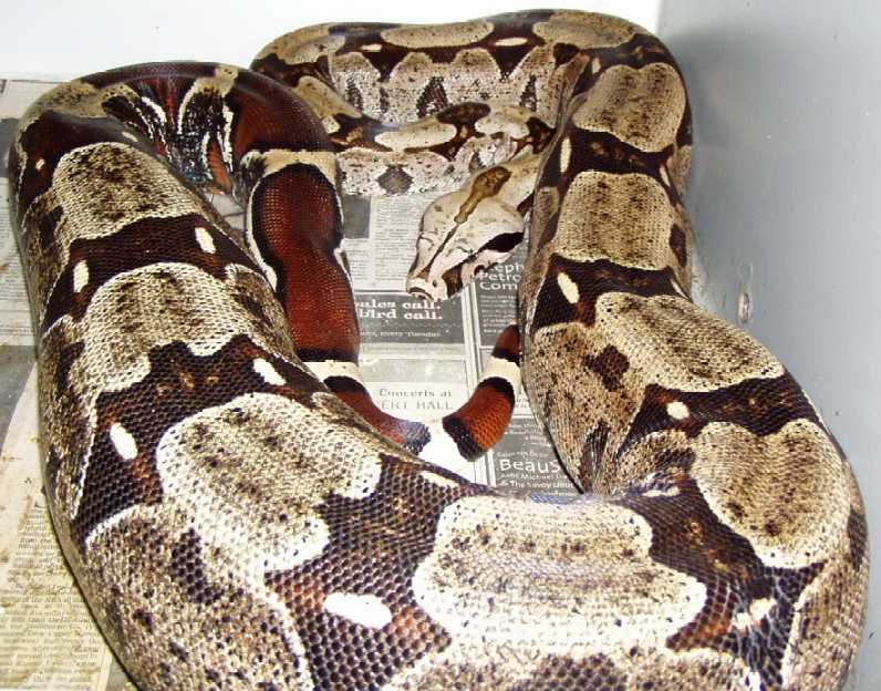 Guyana Ovulation
