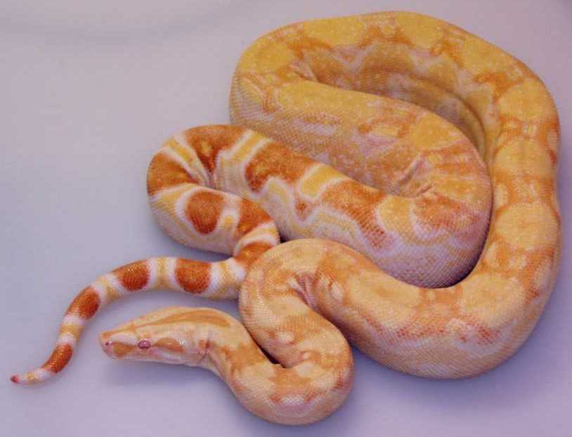 Sharp Male