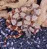 2004 SALMON BOA