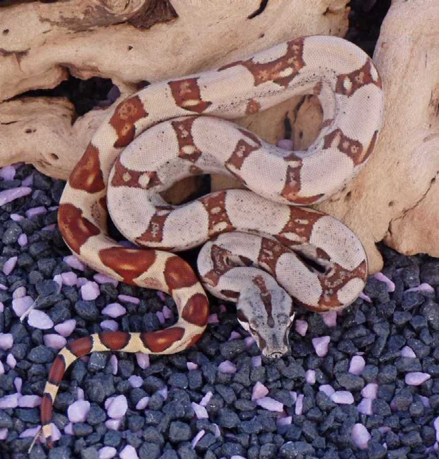 2004 SALMON BOA