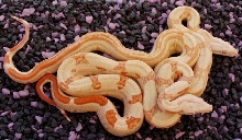 2004.Striped.Sunglows.Albinos\r04StrSunglow.StrAlbino