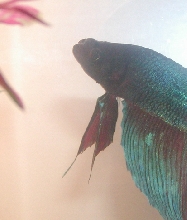 lumpy betta (less lumpy side)