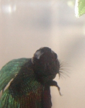 lumpy betta (front)