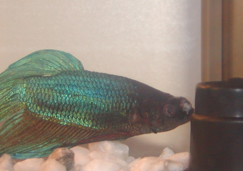 lumpy betta (profile)