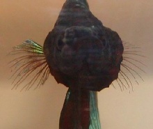 lumpy betta (3 weeks ago)